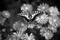 ���ق̊J�ԂR�F�鋳�̉Ȋw�Q�F���̈�����.com