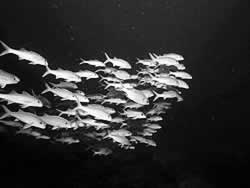 �A�X�g�����́@�~�]�F�鋳�̉Ȋw�S�F���̈�����.com