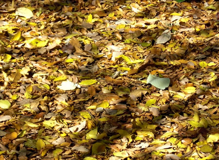 �F�N�₩�ȏH�̃X���[�W���M���O�F�X���[�W���M���O���L�X