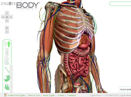 「Zygote Body」として復活していた人体解剖3Dサイト:人体解剖3Dサイト「ZygoteBody」とその使い方など:ネット上の便利なツール、他:町の按摩さん.com
