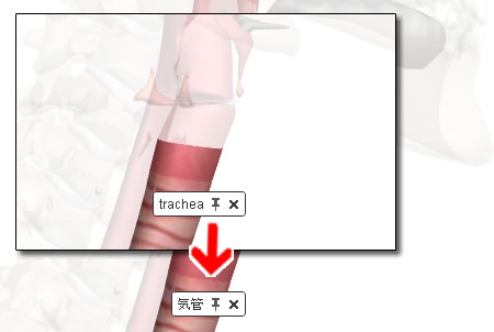 人体解剖3Dブラウザ「Zygote Body」を日本語で使う2:人体解剖3Dサイト「ZygoteBody」とその使い方など:ネット上の便利なツール、他:町の按摩さん.com