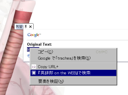 人体解剖3Dブラウザ「Zygote Body」を日本語で使う3:人体解剖3Dサイト「ZygoteBody」とその使い方など:ネット上の便利なツール、他:町の按摩さん.com