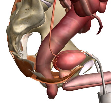 解剖部位を個別に消す:人体解剖3Dサイト「ZygoteBody」とその使い方など:ネット上の便利なツール、他:町の按摩さん.com