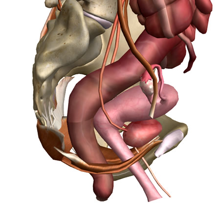 解剖部位を個別に消す2:人体解剖3Dサイト「ZygoteBody」とその使い方など:ネット上の便利なツール、他:町の按摩さん.com