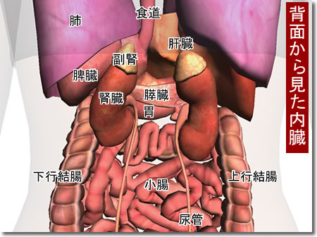 �����̐}�Q�FZygoteBody�i��BodyBrowser�j�ō�����摜�⓮��F�l�̉�U3D�T�C�g�uZygoteBody�v�Ƃ��̎g�����Ȃǁi�Q�j�F�l�b�g��֗̕��ȃc�[���A���F���̈�����.com