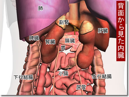 �F�����̐}�R�FZygoteBody�i��BodyBrowser�j�ō�����摜�⓮��F�l�̉�U3D�T�C�g�uZygoteBody�v�Ƃ��̎g�����Ȃǁi�Q�j�F�l�b�g��֗̕��ȃc�[���A���F���̈�����.com