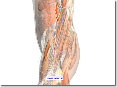 �̊����̐[�w�؂R�FZygoteBody�i��BodyBrowser�j�ō�����摜�⓮��F�l�̉�U3D�T�C�g�uZygoteBody�v�Ƃ��̎g�����Ȃǁi�Q�j�F�l�b�g��֗̕��ȃc�[���A���F���̈�����.com