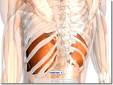 ���u���̓����}�Q�FZygoteBody�i��BodyBrowser�j�ō�����摜�⓮��F�l�̉�U3D�T�C�g�uZygoteBody�v�Ƃ��̎g�����Ȃǁi�Q�j�F�l�b�g��֗̕��ȃc�[���A���F���̈�����.com