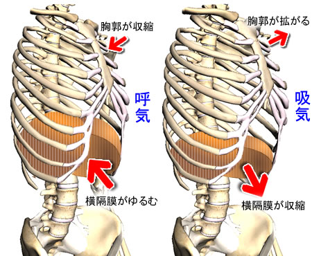 ���u����3D�ؓ���U�ňʒu��c������FZygoteBody�i��BodyBrowser�j�ō�����摜�⓮��F�l�̉�U3D�T�C�g�uZygoteBody�v�Ƃ��̎g�����Ȃǁi�R�j�F�l�b�g��֗̕��ȃc�[���A���F���̈�����.com