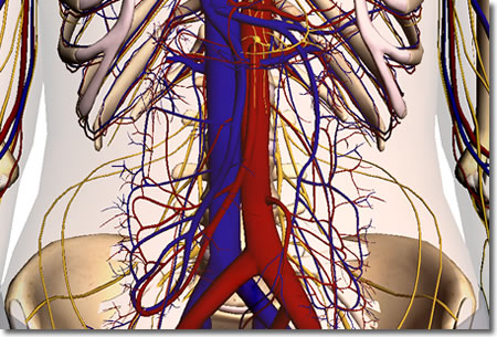 1012204 腹部マッサージの透視解剖図3:人体解剖3Dサイト「ZygoteBody」とその使い方など(4):タイトル画像:町の按摩さん.com
