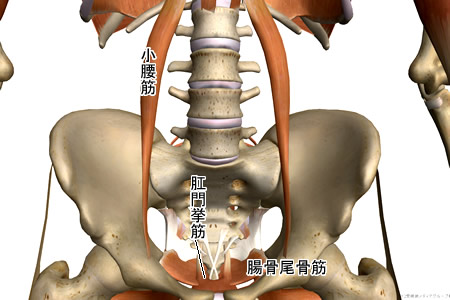 ���Ւ�i���o�����j�̓�������ы،Q�}�R�F�l�̉�U3D�T�C�g�uZygoteBody�v�Ƃ��̎g�����Ȃǁi�T�j�F�^�C�g���摜�F���̈�����.com