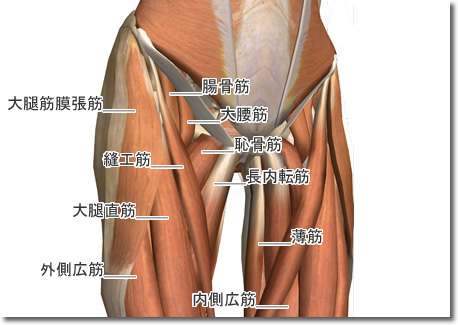 股関節周囲筋肉解剖図1:腰割りのススメ:相撲の基本稽古に学ぶ:Awakening the Body:町の按摩さん.com