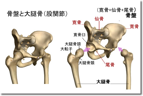 :股関節骨格図:腰割りの実際1:腰割りのススメ:相撲の基本稽古に学ぶ:Awakening the Body:町の按摩さん.com